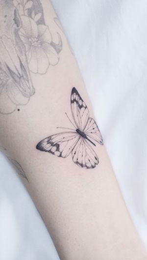 ✶ 나비
